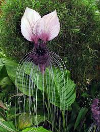 Tiger S Whisker S By Manyee Desandies Most Beautiful Flowers Bat Flower Strange Flowers