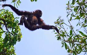 Image result for gibbon