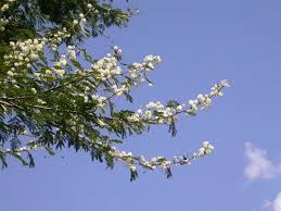 Image result for Acacia gerrardii