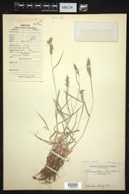 Image result for Cenchrus geniculatus