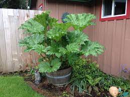 Huge leaves measure up to 5' across, stalks grow to 6' tall, plants reach up to 9' tall by 12' wide and oh, by the way, did we say it's big! Pin On Garden Love