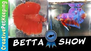 Betta Fish Competition New Show Betta Youtube