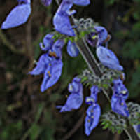 Image result for Equilabium petiolare