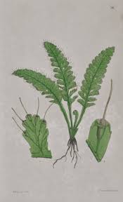 Image result for Hymenophyllum triangulare