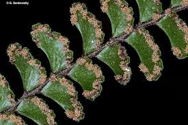 Image result for Adiantum hispidulum