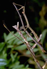 Deep sea monsters — sea monsters: Press Releases Georg August Universitat Gottingen