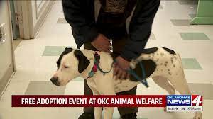 Thank you for opening your heart to a pet rescued by your local, independent spca monterey county! Okc Animal Welfare S Free Adoption Event Clears The Shelter Saturday Kfor Com Oklahoma City