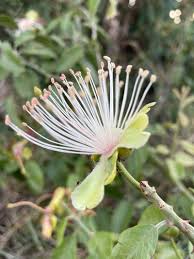 Image result for Capparis tomentosa