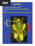 Image result for Pseudocalyx ochraceus