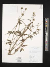 Image result for Bidens biternata