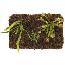 Carnivorous Plant Terrarium Set Without Terrarium Live Specimen Plants Live Specimens Science Education Supplies Nasco