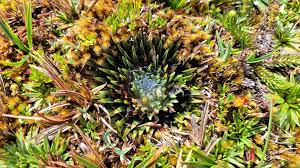 Image result for Isoetes welwitschii