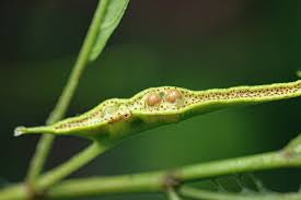 Image result for Dorstenia psilurus