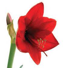 How Toxic Are These Top 5 Holiday Plants Plants Natural Dog Health Holiday