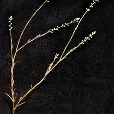 Image result for Polygala dewevrei