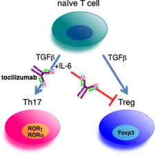 Tocilizumab is considered as the last resort in covid treatment but only 20 injections are being allotted for nagpur district as of now. Anti Interleukin 6 Receptor Antibody Tocilizumab For The Treatment Of Autoimmune Diseases Sciencedirect