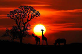 Se hai mai visto un programma tv sulla fauna africana, hai visto una savana bioma. Animali Della Savana Elenco E Caratteristiche Dal Re Leone