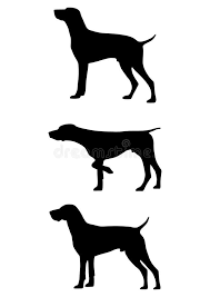 Everything you need to know about the gsp dog, from puppies to rescue dogs. The German Shorthaired Pointer