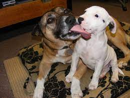 Why Does My Dog Lick Other Dogs Faces French Kissing Dogs