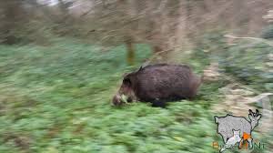 C'est un morceau tendre, qui ne demande pas forcement de marinade, mais plutôt une cuisson vive qui conserve le goût de la viande. Gros Sanglier Dans La Traque Tir De Sangliers Breizh Hunt Youtube