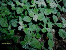 Image result for Glinus hirtus