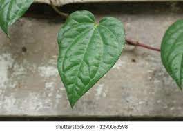 Piperacea termasuk jenis cara membuat : Daun Sirih Betel Leaf Growing On Stock Photo Edit Now 1290063598