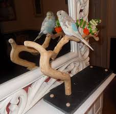 Perch and ladder rungs are ¾ wooden dowel (diameter) and is replaceable. Table Top Perches Desk Top Perches Contemporary Wooden Parrot Perches