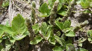 Image result for Nelsonia canescens