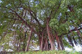 Bunyi gemerecek akibat memeknya yang basah makin keras. 11 Jenis Pokok Yang Biasanya Berhantu Redzuanyusof