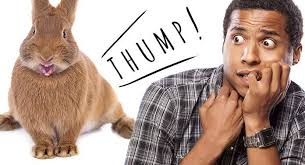 Why Do Rabbits Thump Explaining Common Bunny Behaviors
