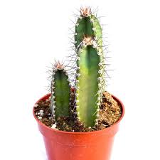 Image result for Senecio forbesii