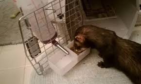Cat food doesn't contain the same protein levels, so isn't as beneficial for your ferret. What Is The Best Cat Food For Ferrets Quora