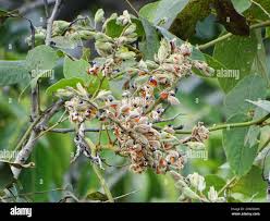 Image result for Rhynchosia hirta