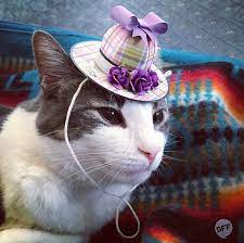 Tiny Hats On Cats Is Your New Favorite Instagram Account Cats Cute Cats Photos Cat Hat