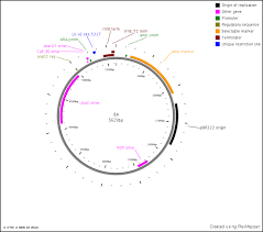 The pet vector system is a powerful and widely used system for expressing recombinant proteins in e. Addgene Pbad Lic Cloning Vector 8a