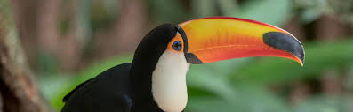 Austin veterinary emergency and specialty center is ready to serve all patients from austin and the greater austin areas. The Bird Park Parque Das Aves In Foz Do Iguacu Brazil