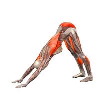 Downward Facing Dog Pose Yoga Anatomy Kundalini Yoga Yoga Asanas