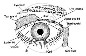 Eyes are approximately one inch in diameter. Draw A Labeled Diagram Of The Front View Of Human Eye Biology Shaalaa Com