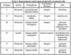 Types Of Collagen Google Search Collagen Anatomy