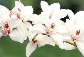 Buche di fiori da matrimonio orchide. Bouquet Sposa Orchidee Significato E Curiosita Sul Nome
