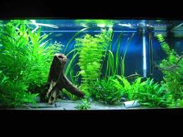 2 add rocks to give your fish a fun habitat. Aquarium Decoration Ideas For Android Apk Download
