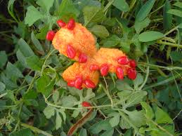 Image result for Momordica charantia