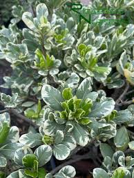 Image result for Pittosporum