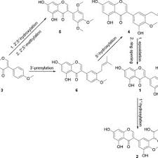 Image result for Erythrina sacleuxii