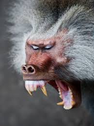 Hamadryas Baboons Rare Animals Wildlife Animals Animals Wild