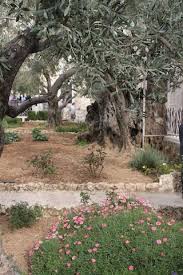 The Mount Of Olives Holy Land Israel Garden Of Gethsemane Mount Of Olives