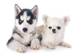 Find husky mix in dogs & puppies for rehoming | find dogs and puppies locally for sale or adoption in ontario : Chihuahua Husky Mix Do They Exist Do You Want One K9 Web