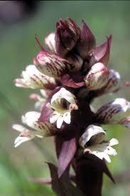 Image result for Brachycorythis ovata