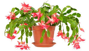 Thanksgiving cactus or easter cactus. Are Christmas Cactus Poisonous To Dogs Here S What You Must Know