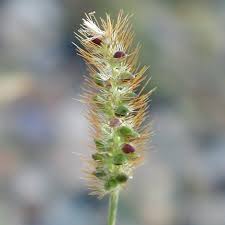 Image result for Setaria pumila